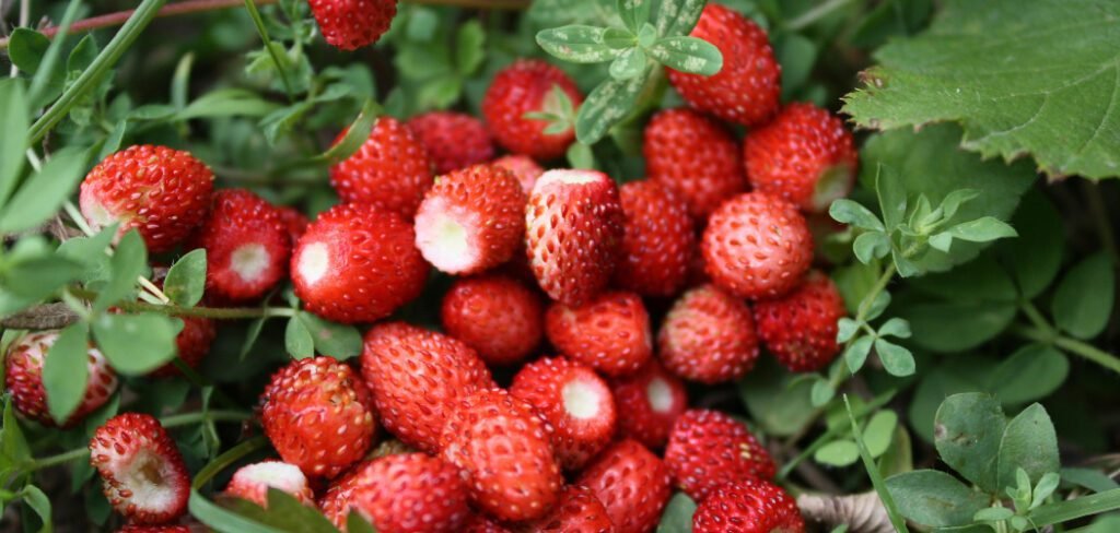 How to Kill Wild Strawberries for Good