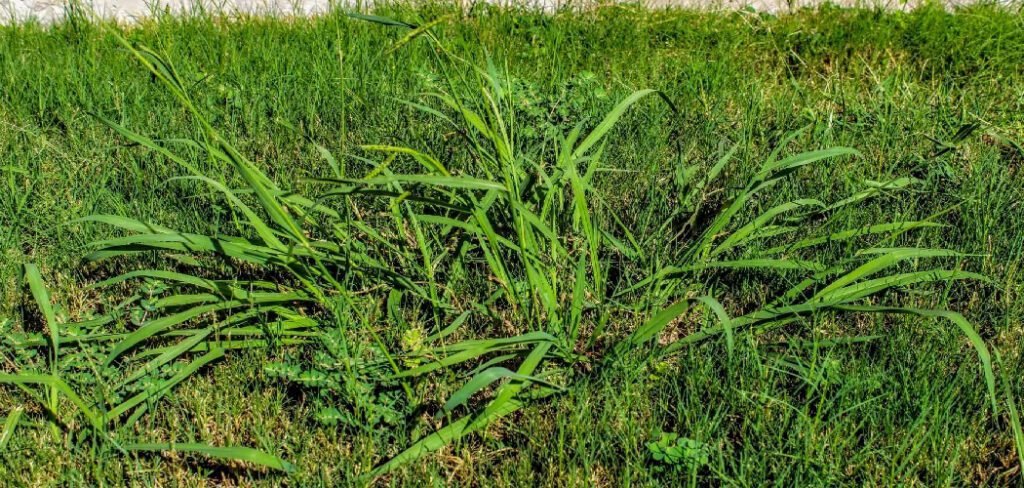 How to Kill Winter Grass