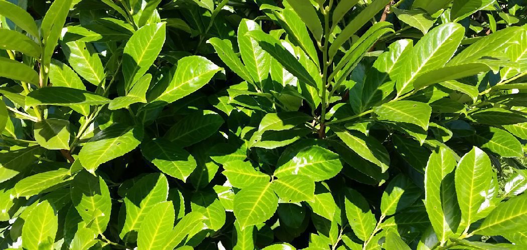 How to Kill Wintercreeper from Garden