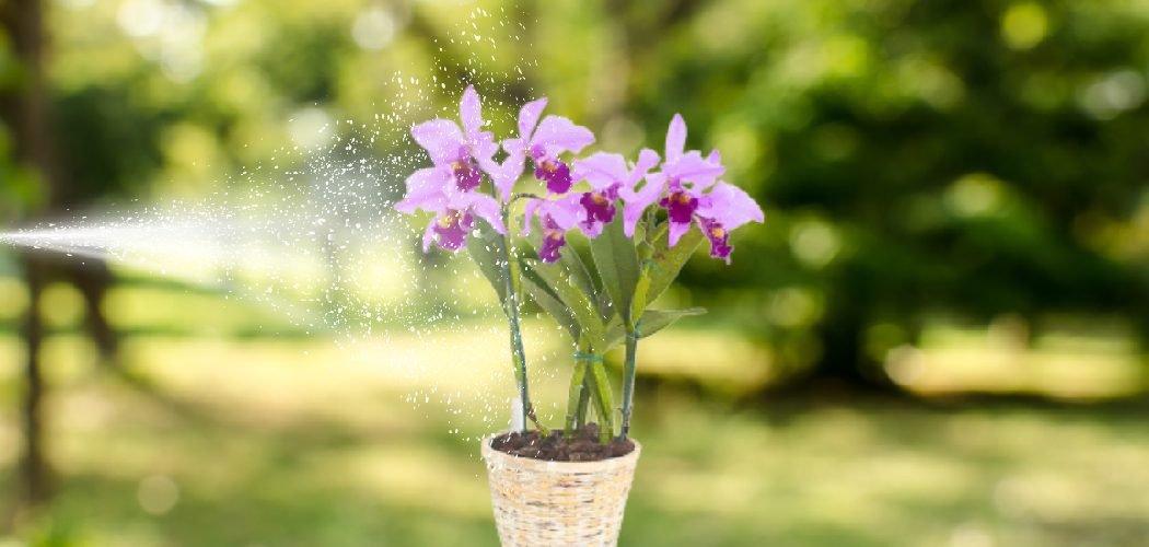 How to Mist Orchids