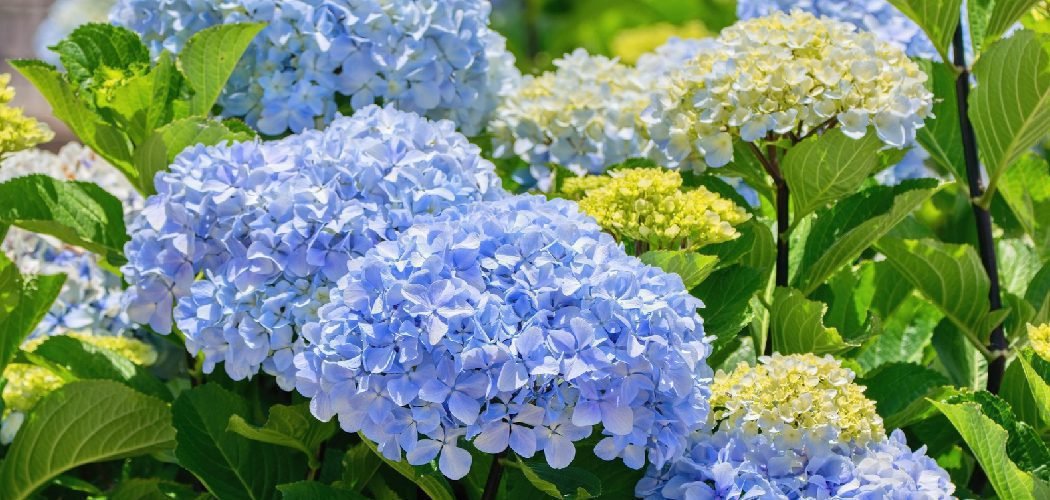 How to Prepare Soil for Hydrangeas