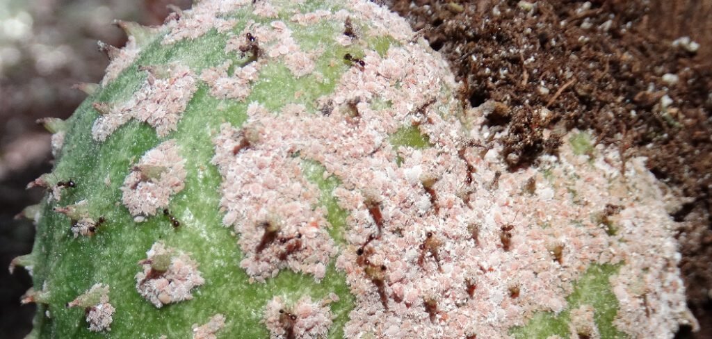 How to Prevent Mealybugs on Succulents