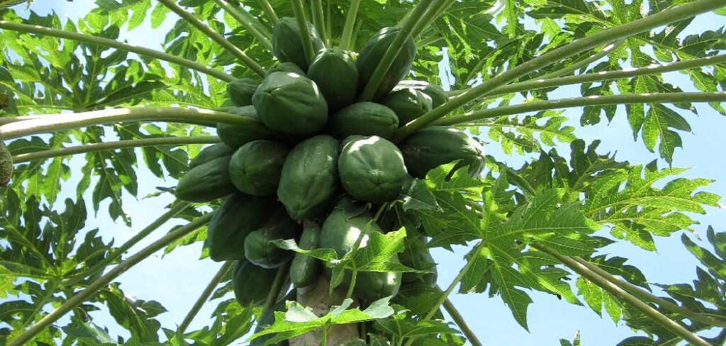 How to Protect Papaya Tree from Frost