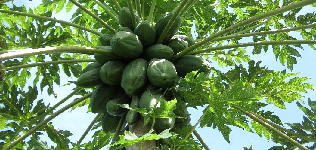 How to Protect Papaya Tree from Frost