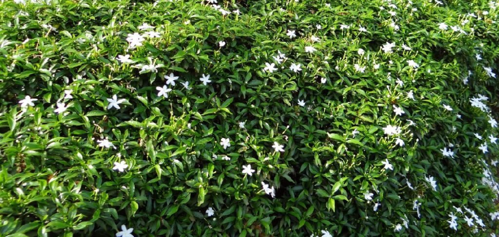 How to Protect Star jasmine Plant in Winter