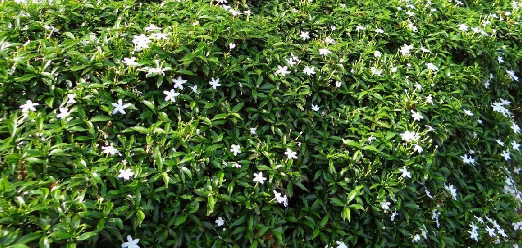 How to Protect Star jasmine Plant in Winter