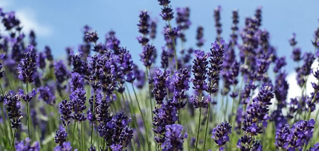 How to Protect Your Lavender Plants in Winter
