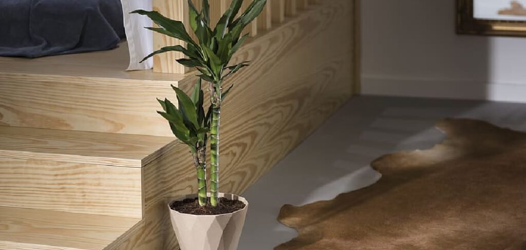 How to Repot Bamboo Plant in Rocks