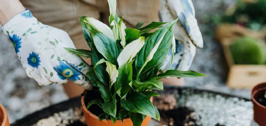 How to Repot a Peace Lily Plant