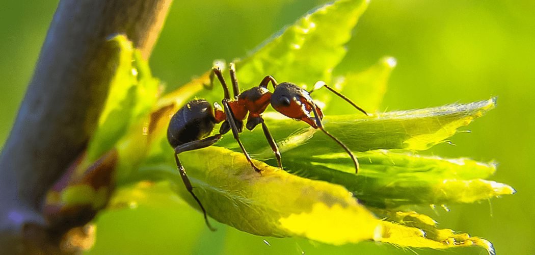 How to Safely Kill Bull Ants in Your Garden