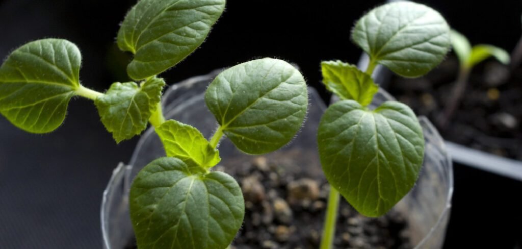 How to Soak Okra Seeds Before Planting