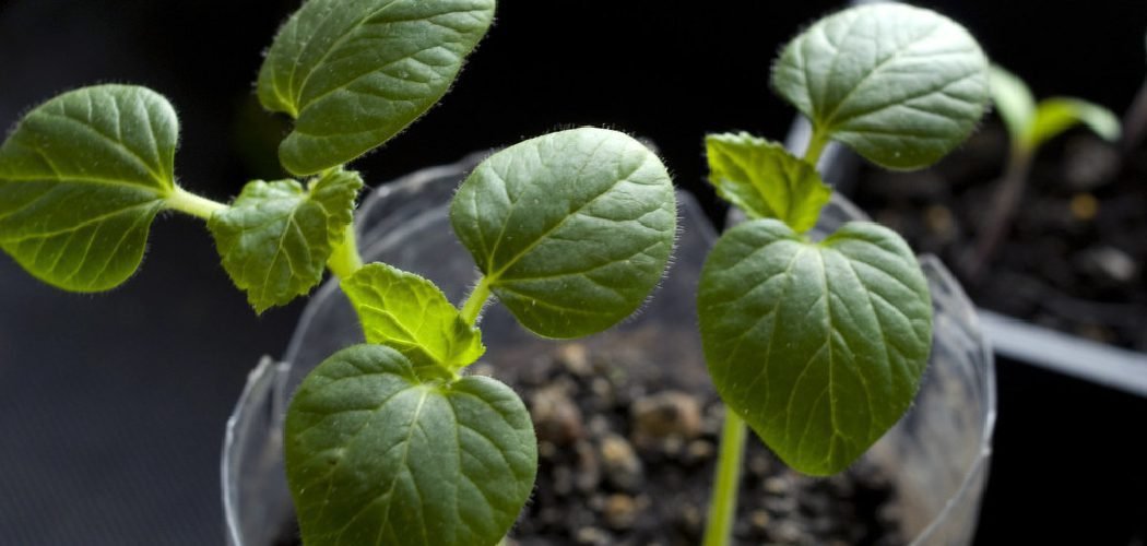 How to Soak Okra Seeds Before Planting
