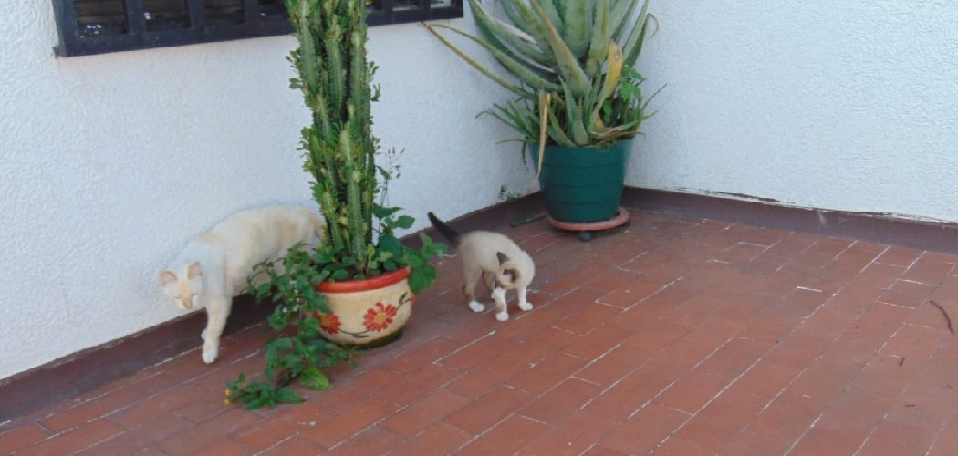 How to Stop Cats Pooping in Your Plant Pots