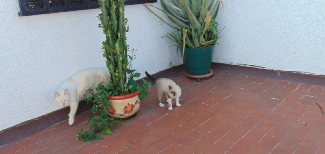 How to Stop Cats Pooping in Your Plant Pots