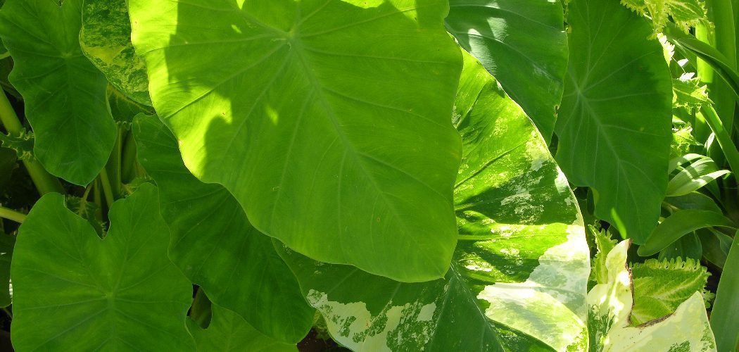 How to Stop Insects from Eating My Elephant Ears