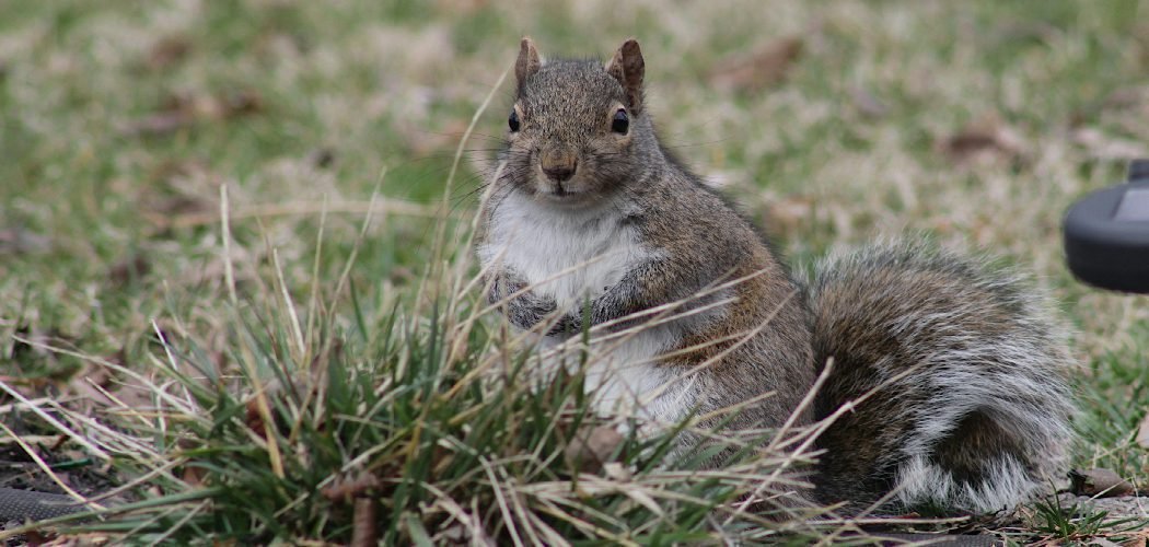 How to Stop Squirrels from Eating Grass Seed