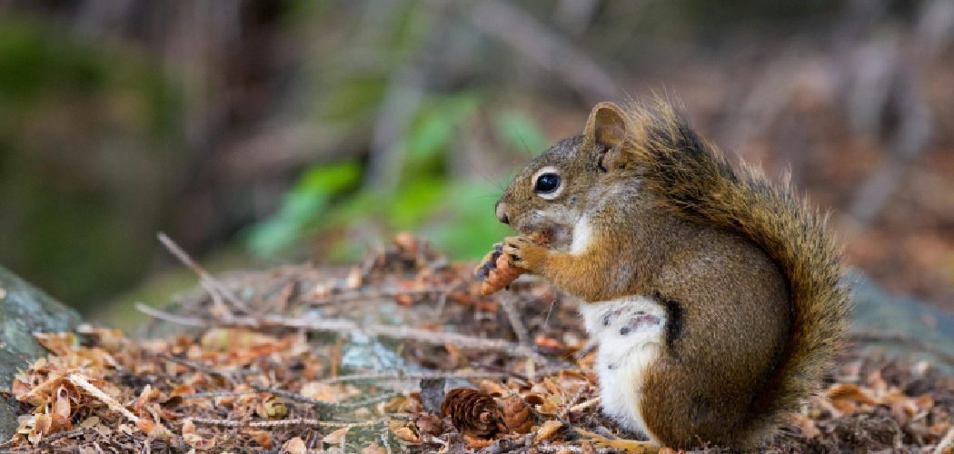 How to Stop Squirrels from Eating Pine Cones