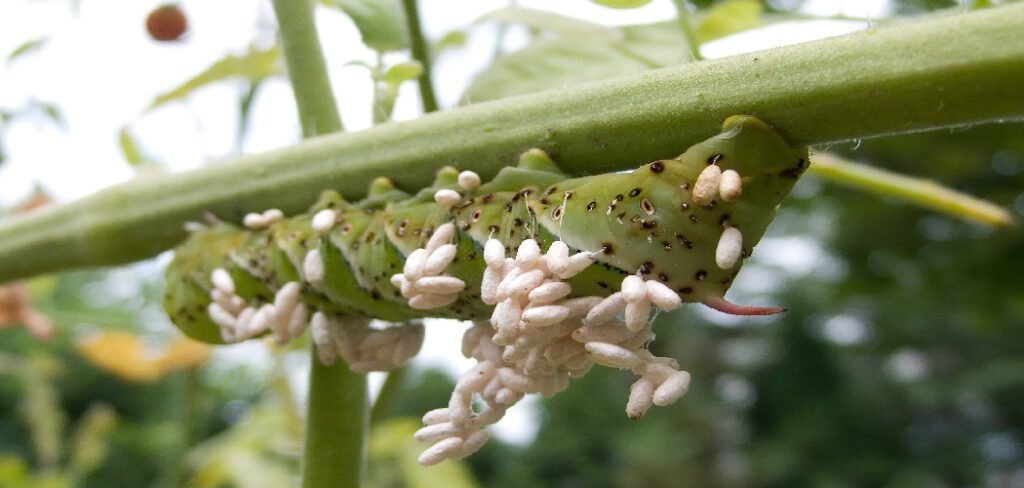 How to Take Care of Hornworms
