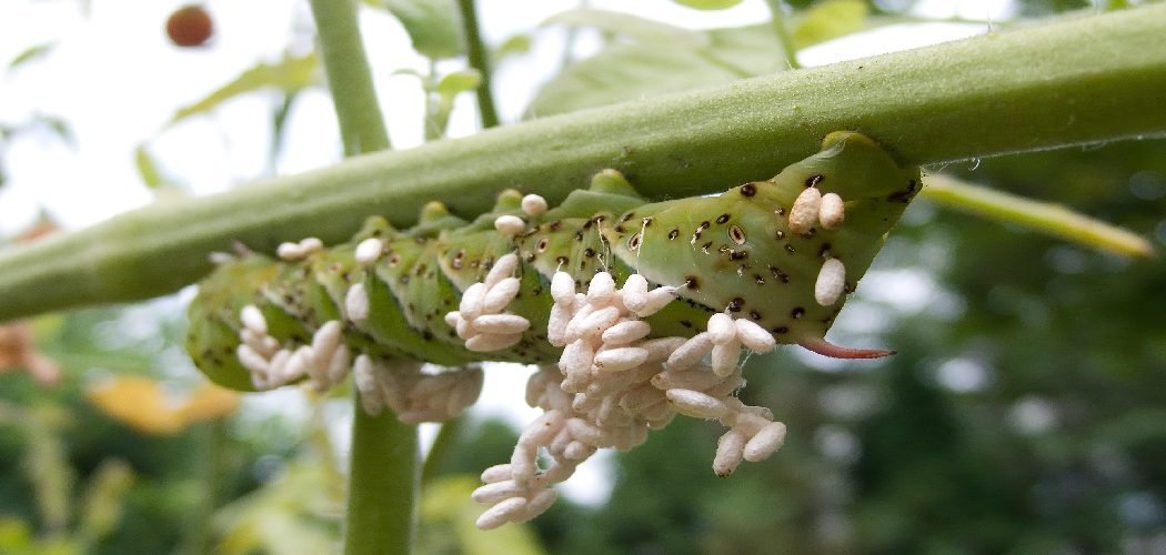 How to Take Care of Hornworms