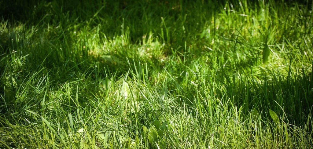 How to Thicken Grass in Spring