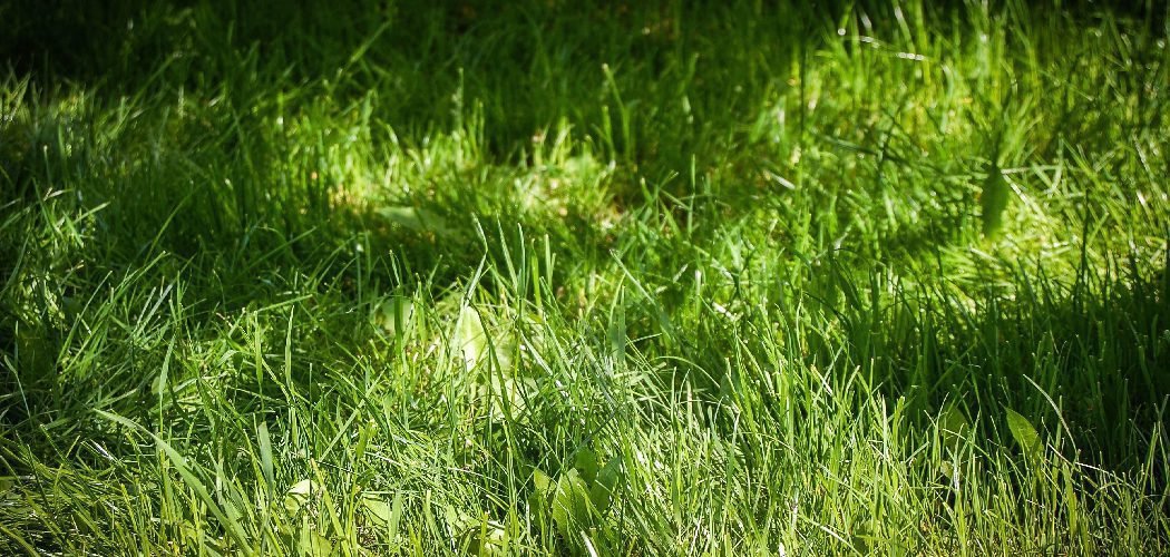 How to Thicken Grass in Spring