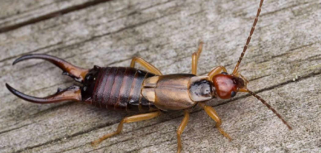 How to Trap Earwigs