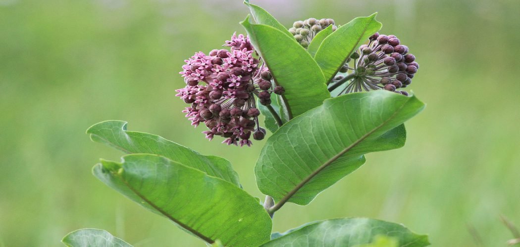 How to Treat Milkweed Fungus