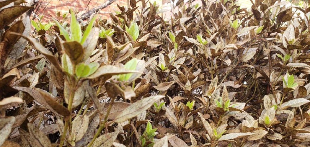 How to Treat Powdery Mildew on Crepe Myrtle