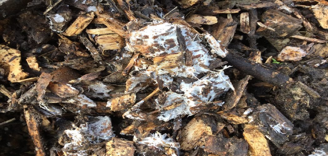 How to Treat White Mold in Mulch
