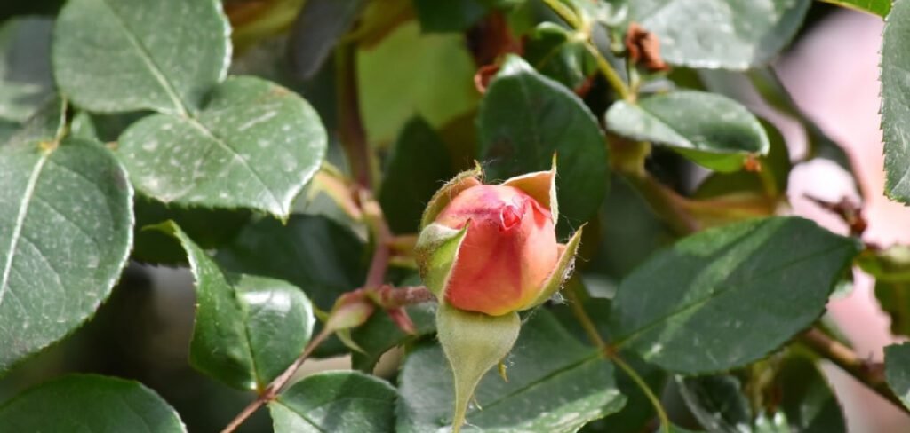 How to Treat White Spots on Rose Leaves