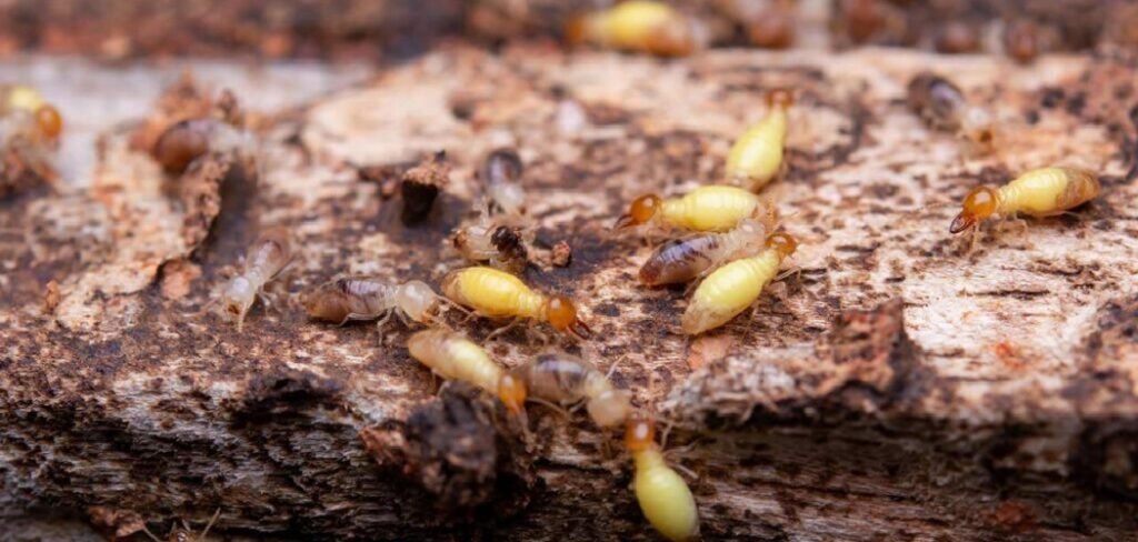 How to Treat Wood Chips for Termites