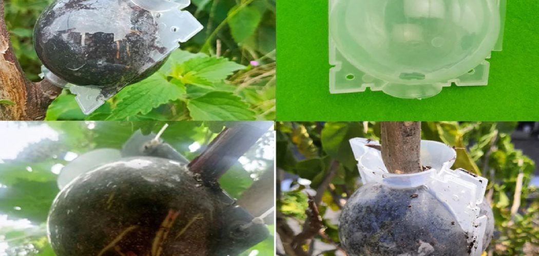 How to Use a Rooting Ball