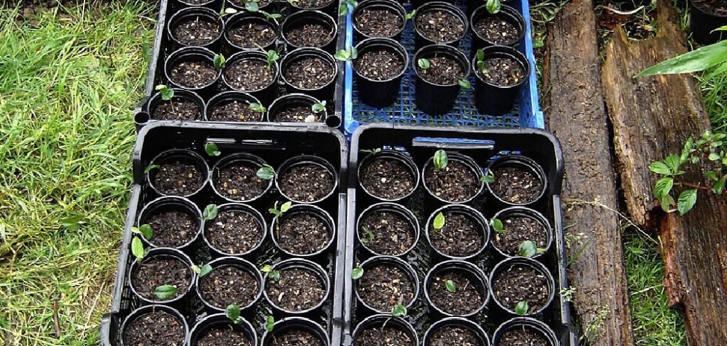 How to Water Peat Pots