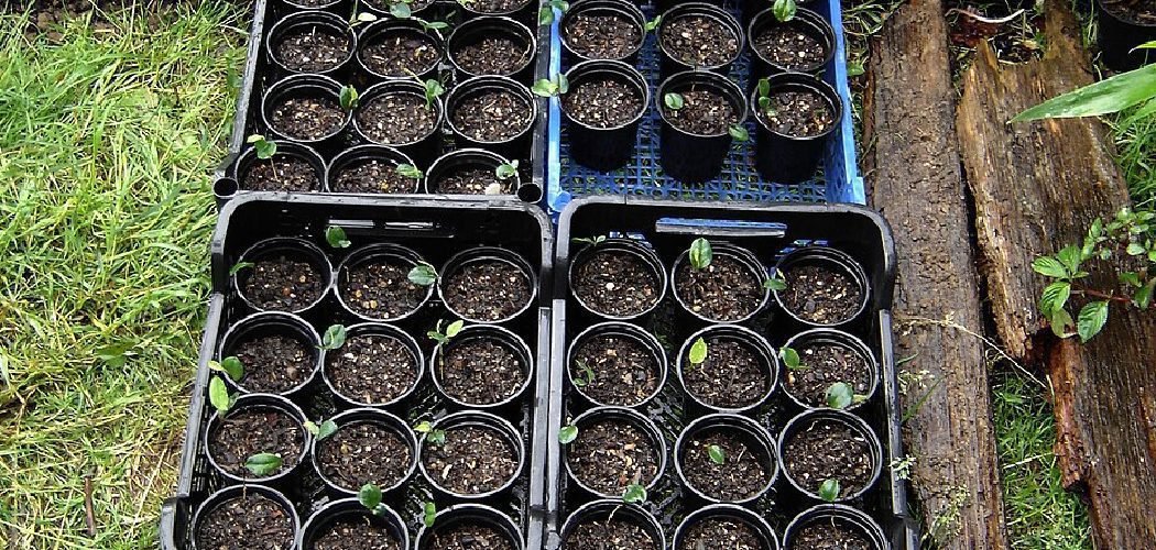 How to Water Peat Pots