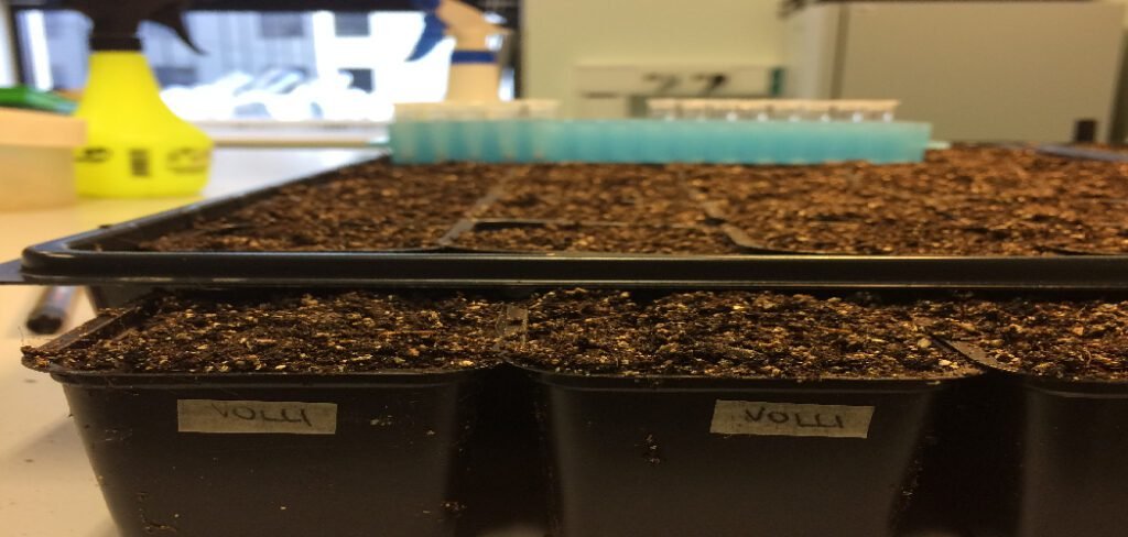 How to Water Seed Trays