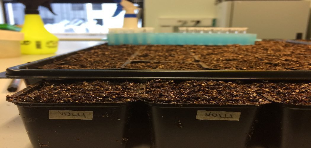 How to Water Seed Trays