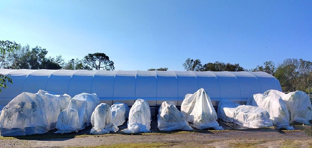 How to Wrap Fig Trees for Winter