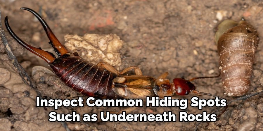 Inspect Common Hiding Spots
Such as Underneath Rocks