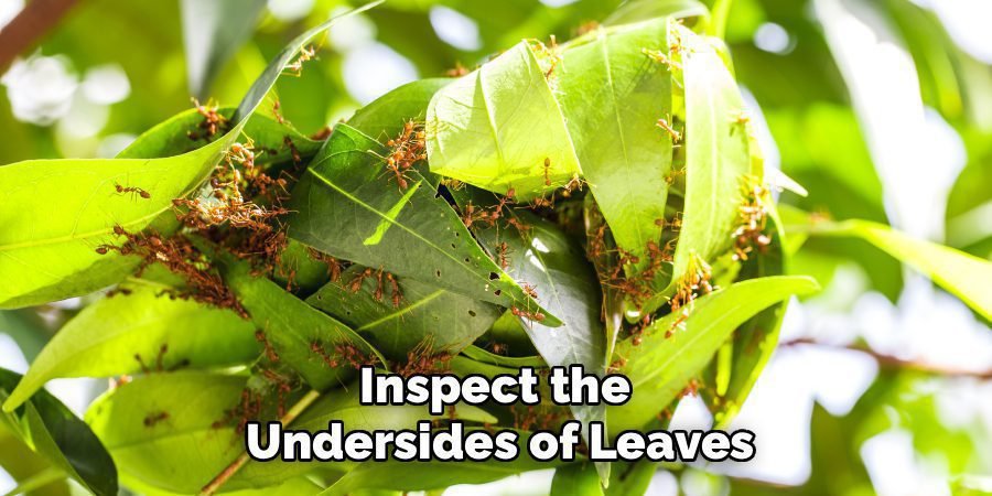 Inspect the
Undersides of Leaves