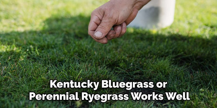 Kentucky Bluegrass or 
Perennial Ryegrass Works Well