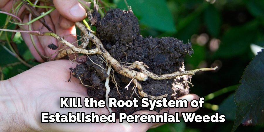 Kill the Root System of
Established Perennial Weeds