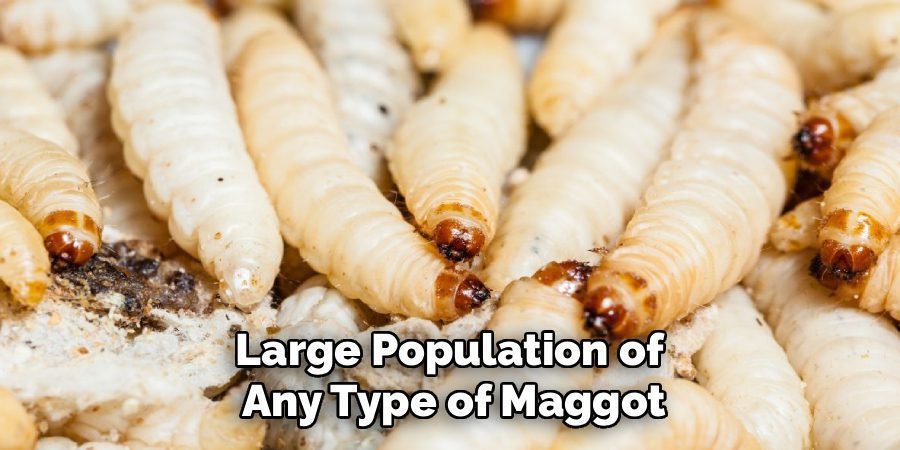 Large Population of
Any Type of Maggot