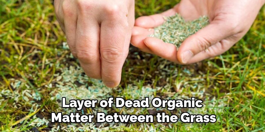 Layer of Dead Organic 
Matter Between the Grass