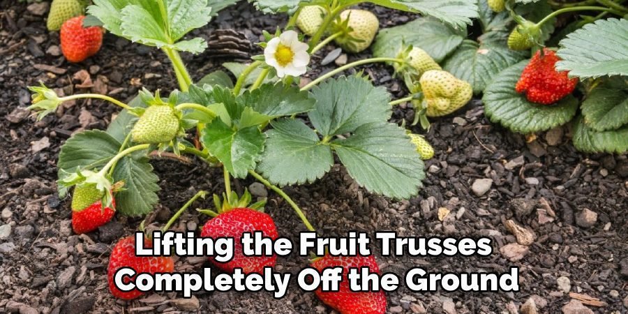 Lifting the Fruit Trusses 
Completely Off the Ground