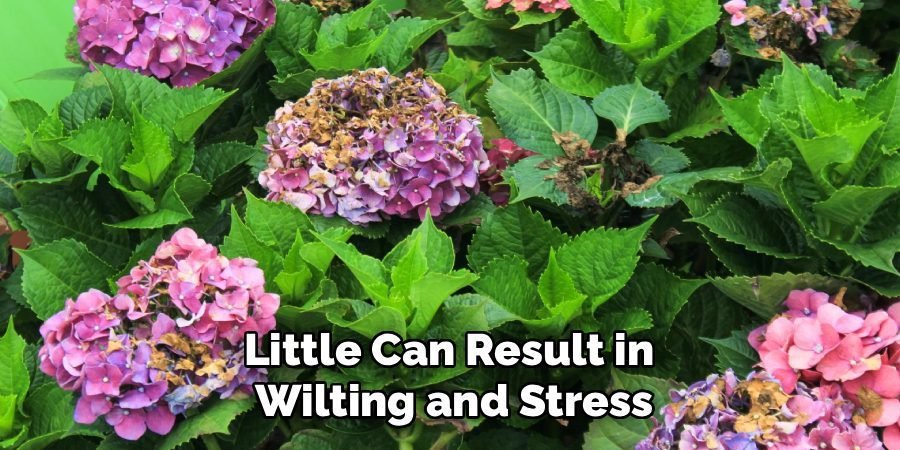 Little Can Result in 
Wilting and Stress
