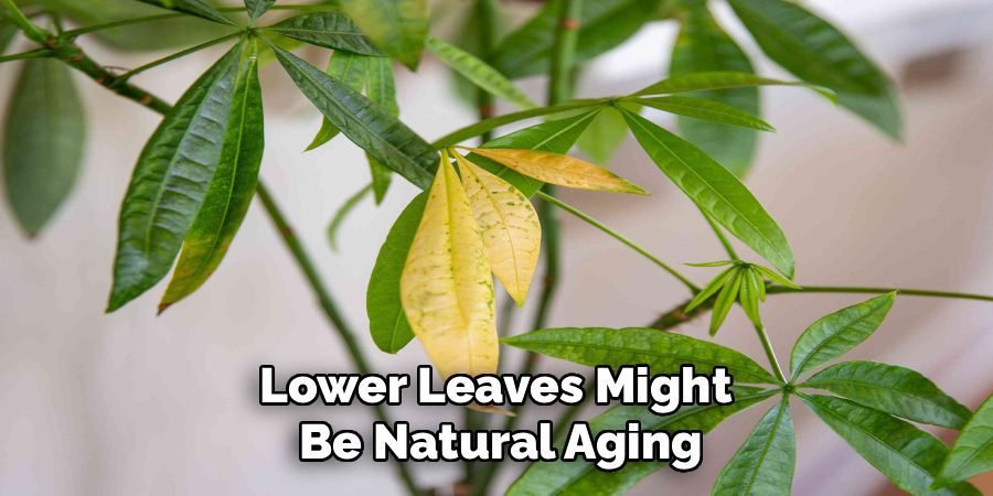 Lower Leaves Might
Be Natural Aging