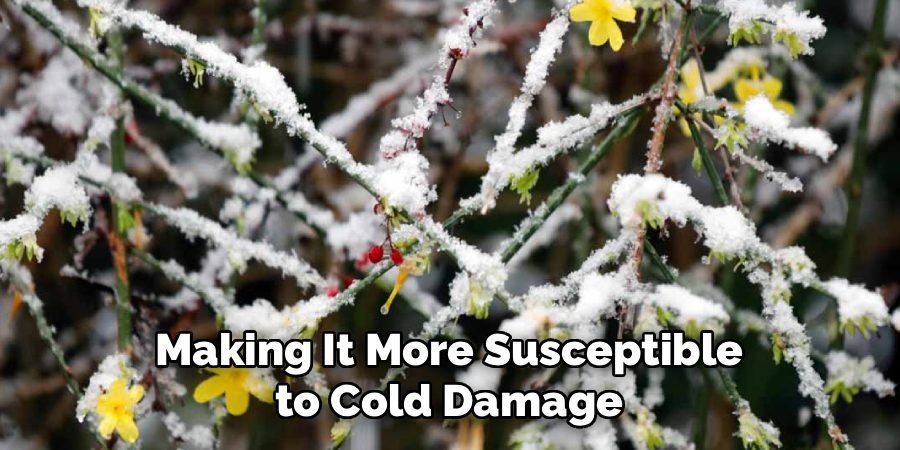 Making It More Susceptible
to Cold Damage