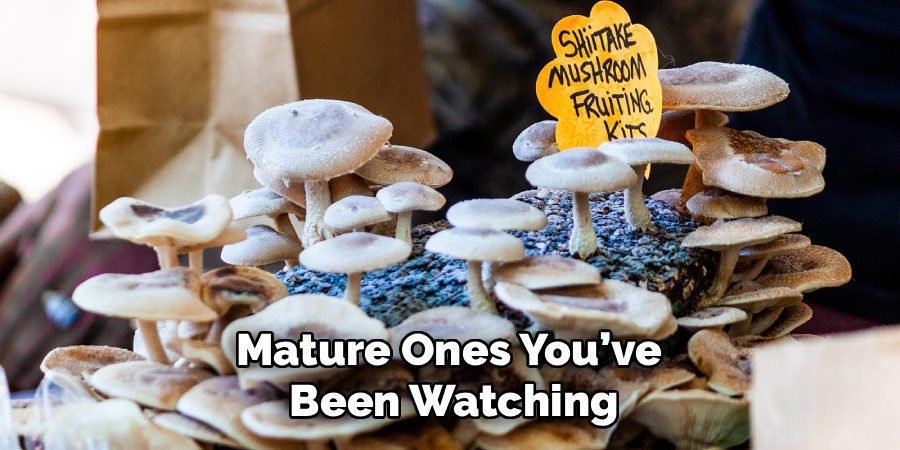 Mature Ones You’ve 
Been Watching