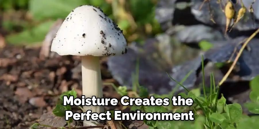 Moisture Creates the 
Perfect Environment