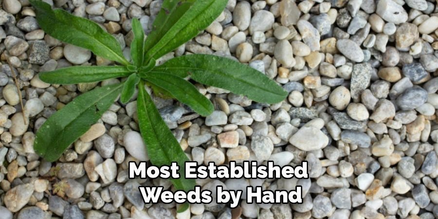 Most Established 
Weeds by Hand